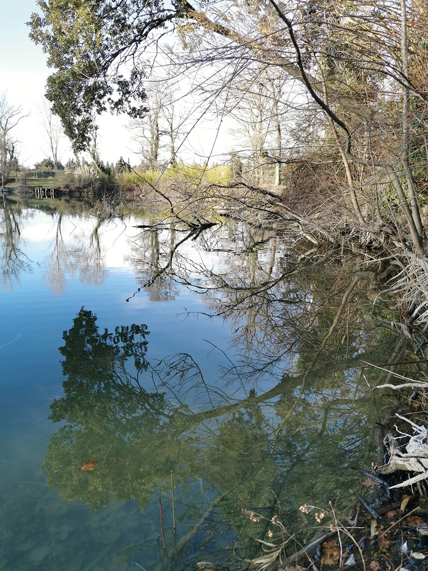 Carpes sauvages peche