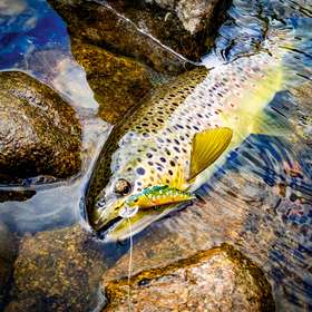 Le poisson-nageur coulant : l'arme fatale pour la truite ?
