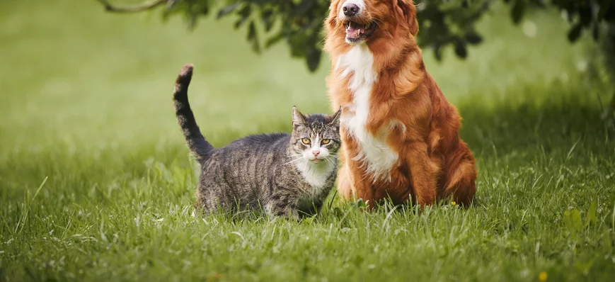 Quel est le véritable impact écologique des chiens